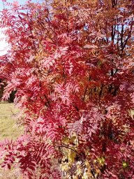 Савчук Галина Михайловна